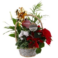 Christmas Festive Mixed Houseplant Medium Grey and White Woven Round Handled Basket