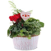 Christmas Festive Mixed Houseplant Medium Round White Decorative Tin
