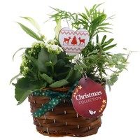 Christmas Festive Mixed Houseplant Small Oval Woven Basket