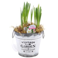 Christmas Festive Narcissus Paperwhites in Vintage Tin