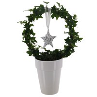 Christmas Festive Potted Hoop Ivy with Star Ornament Houseplant