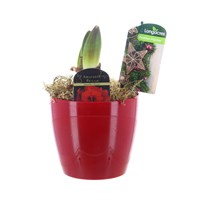 Christmas Festive Red Amaryllis in 14cm Plastic Pot