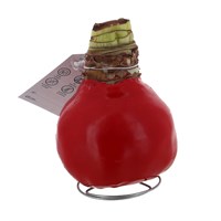 Christmas Festive Red Waxed Large Amaryllis Houseplant