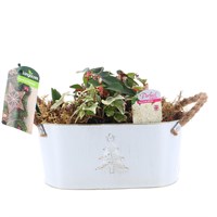 Christmas Festive Small White Christmas Tree Design Bulb Bedding Planted Trough