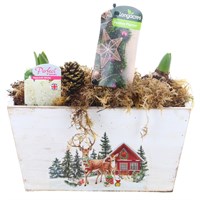 Christmas Festive Small Wooden Holiday Scene Design Planted Hyacinth Bulb Trough