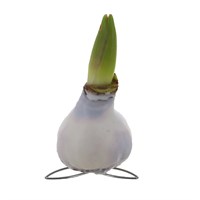 Christmas Festive White Waxed Small Amaryllis with Stand Houseplant