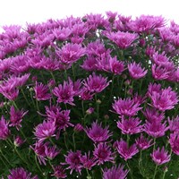 Chrysanthemum Garden Mum Pink 4L Pot Bedding