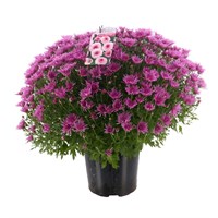 Chrysanthemum Garden Mum Pink 4L Pot Bedding