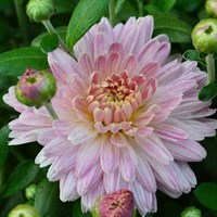 Chrysanthemum Garden Mum Pink 6.5L Pot Bedding