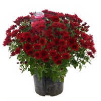 Chrysanthemum Garden Mum Red 4L Pot Bedding