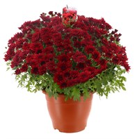 Chrysanthemum Garden Mum Red 6.5L Pot Bedding