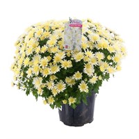 Chrysanthemum Garden Mum White 4L Pot Bedding