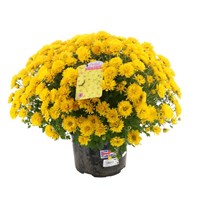 Chrysanthemum Garden Mum Yellow 4L Pot Bedding