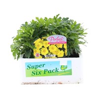 Chrysanthemum Jewel Yellow Super 6 Pack Boxed Bedding
