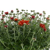 Chrysanthemum Poppins Prelude Apricot Super 6 Pack Boxed Bedding