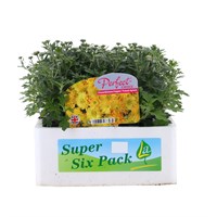 Chrysanthemum Poppins Prelude Apricot Super 6 Pack Boxed Bedding