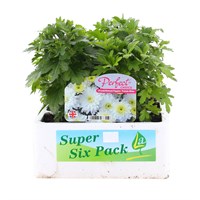 Chrysanthemum Poppins Prelude White Super 6 Pack Boxed Bedding