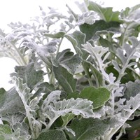 Cineraria Silverdust 6 Pack Boxed Bedding