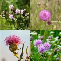 Cirsium Perennial Set - Mixed Colours - 5 x 9cm Pots