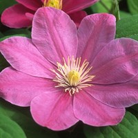 Clematis Abilene (Evipo027) 3 Litre Climber Plant