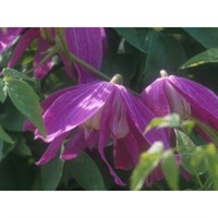 Clematis Alpina Constance 3 Litre Climber Plant