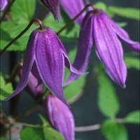 Clematis Alpina Helsingborg Climber Plant 3L Pot