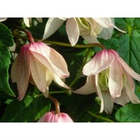 Clematis Alpina Pink Flamingo 3 Litre Climber Plant