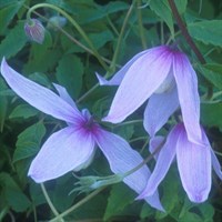 Clematis alpina 'Willy' Climber Plant 3L Pot 