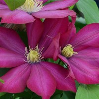 Clematis Bourbon (Evipo018) 3 Litre Climber Plant