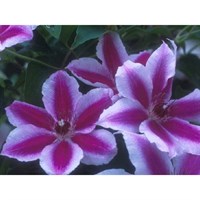 Clematis Carnaby 3 Litre Climber Plant