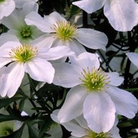 Clematis Cartmanii Avalanche Blaaval Climber Plant 3L Pot