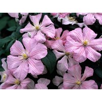 Clematis Comtesse De Bouchard 3 Litre Climber Plant