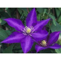 Clematis Daniel Deronda 3 Litre Climber Plant