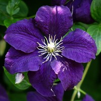 Clematis Duchess of Cornwall 'Evipo118' Climber Plant 3L Pot