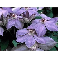 Clematis Elsa Spath 3 Litre Climber Plant