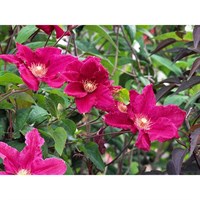 Clematis Ernest Markham 3 Litre Climber Plant