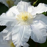 Clematis Ice Blue (Evipo003) in a 3L Deep Pot Climber Plant