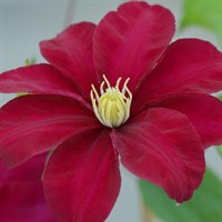 Clematis Issey (Evipo081) in a 3L Deep Pot Climber Plant