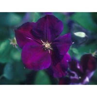 Clematis Jackmanii Superba 3 Litre Climber Plant