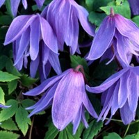 Clematis Macropetala Climber Plant 3L Pot