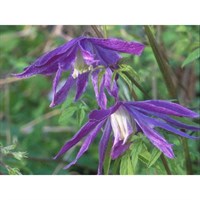 Clematis Macropetala Jan Lindmark 3 Litre Climber Plant