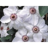 Clematis Miss Bateman 3 Litre Climber Plant