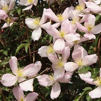 Clematis Montana Elizabeth 3 Litre Climber Plant