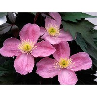 Clematis Montana Tetrarose 3 Litre Climber Plant