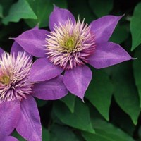 Clematis Multiblue Climber Plant 3L Pot 