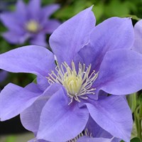 Clematis Olympia Evipo099 in a 3L Deep Pot Climber Plant