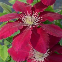 Clematis Rebecca (Evipo016) 3 Litre Climber Plant