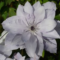 Clematis Reflections (Evipo035) 3 Litre Climber Plant