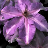 Clematis Shimmer (Evipo028) 3 Litre Climber Plant