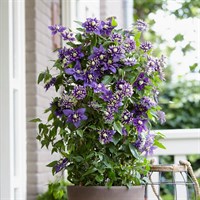Clematis Taiga Climber 3L Pot